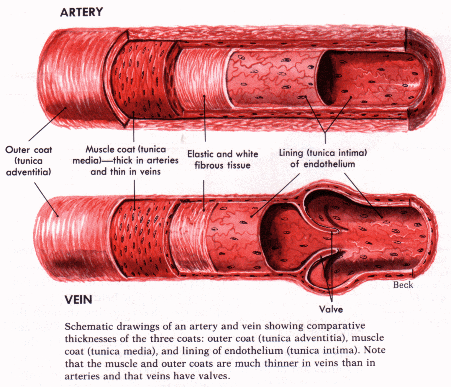 Сосуды артерии вены капилляры строение